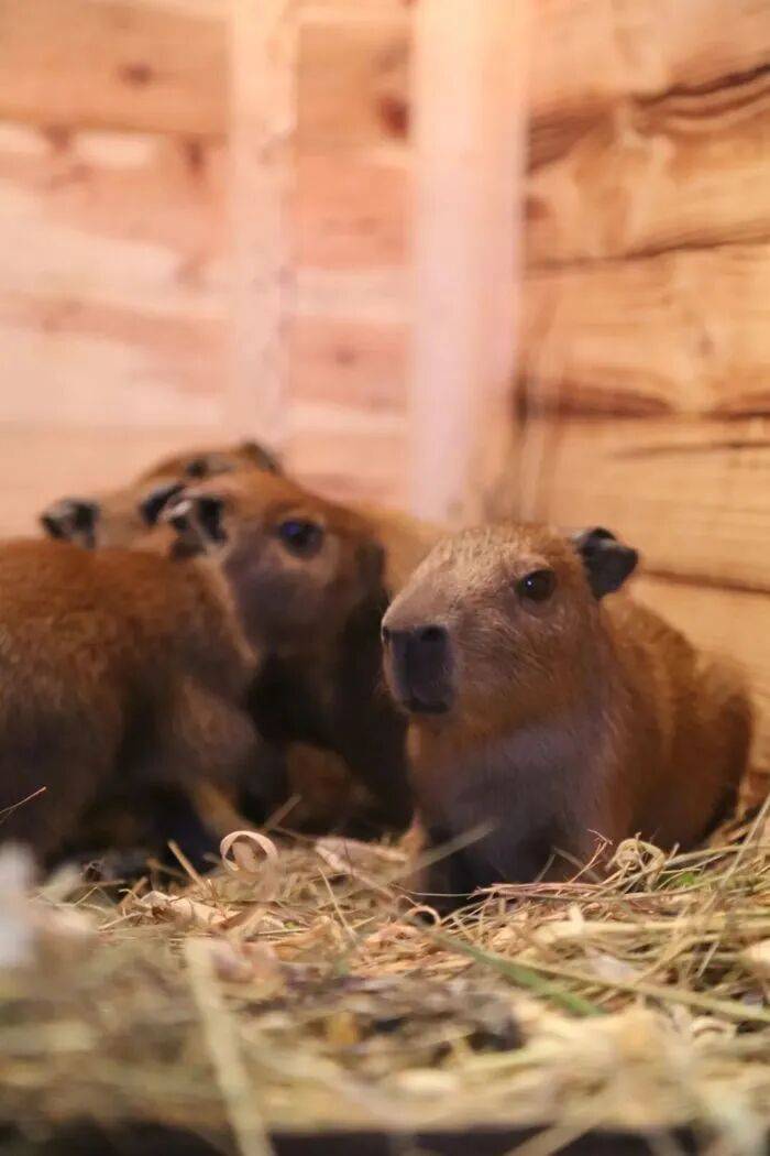 出生1小時就能獨立行走，濟南動物園“果果”和“豚豚”的4只新生幼崽，周末和市民見面:宏鑫機械設備有限公司
