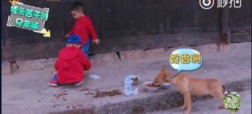 《爸爸去哪兒4》9年未解之謎破案！沙溢承認吃了狗吃過的面：發(fā)燒三天:宏鑫機械設備有限公司
