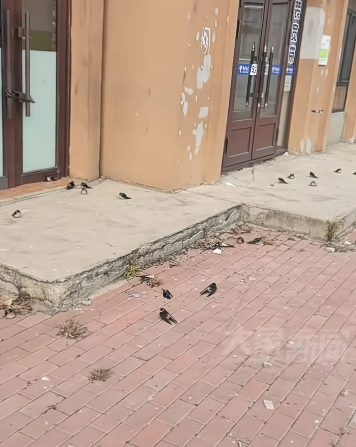 黑龍江五常上百只燕子滯留沒南飛凍死不少，當?shù)亓植菥郑鹤匀滑F(xiàn)象，氣溫驟降燕崽沒扛住:宏鑫機械設備有限公司
