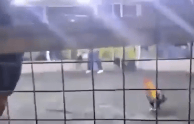男子遭自家斗雞攻擊大出血死亡，雞腳上綁有鋒利刀片，當(dāng)?shù)刭愂陋?jiǎng)金高達(dá)21萬:宏鑫機(jī)械設(shè)備有限公司
